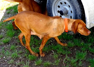 shasta-vizsla-point